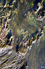 photo de scytosipho 